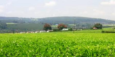 Isukha people currently practice tea farming