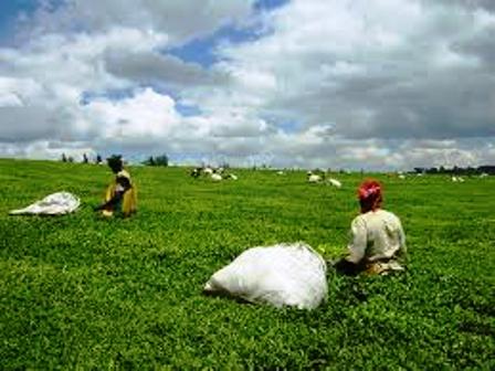 Community organization of the Kipsigis People in Kenya