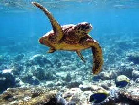 The Turtle seen at Kisite Mpunguti Marine National Park in Kenya