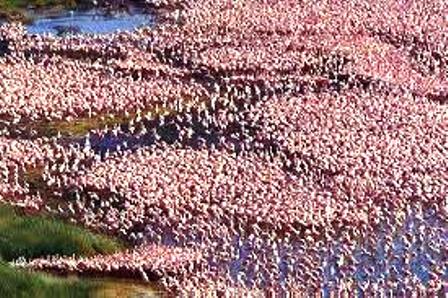 the flamingoes of nakuru ramsar site