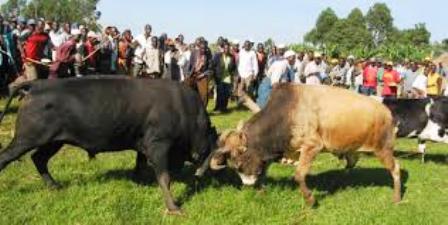 Bull Fighting one the SPORTS OF LUHYA PEOPLE OF KENYA