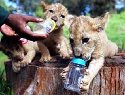 Nairobi Animal Orphanage