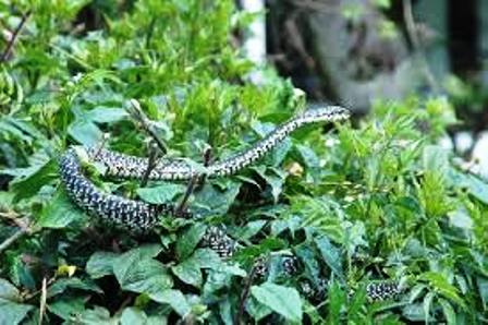 Nairobi Snake Park