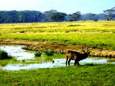 bushback and ratel (or honey badger) in Saiwa Park