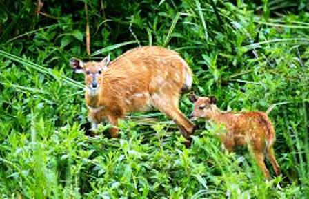 Sitatunga