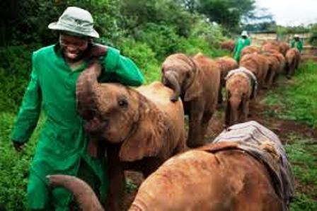 David Sheldrick Elephant Orphanage