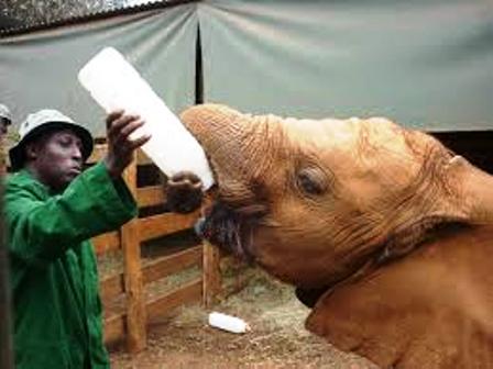 The attendants at David Sheldrick Elephant Orphanage