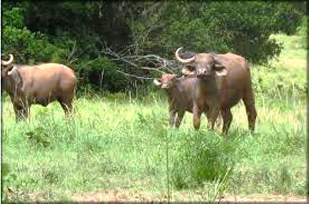 buffalos in Shimba hills National Reserve