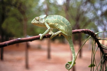 African Chameleon