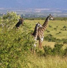 Animal Types ain Kenya