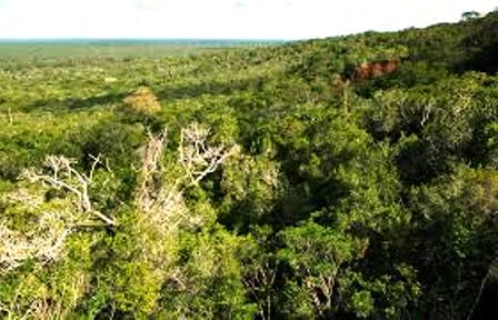 Arabuko Sokole Forest.