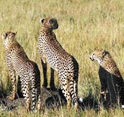 Safaris in Kenya and other East Africa Countries