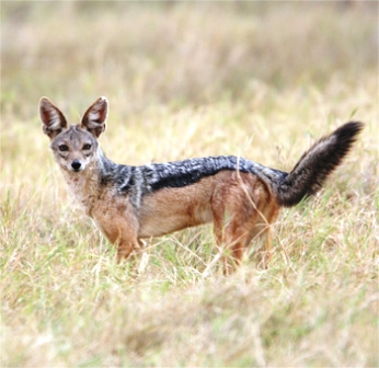 Black backed Jackal in Kenya  