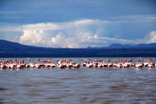 flamingoes of Lake Nakuru Lodge.