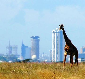 Kenya safari from Nairobi to out of Africa tour.