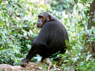 Gombe Stream National Park in Tanzania