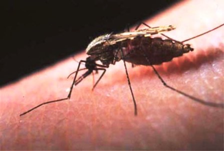 anopheles mosquito, the one that causes malaria