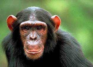 the cchimpanzee of kyambura gorge in queen elizabeth national park