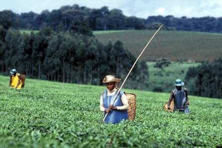 The Kenya Agricultural Research Institute (KARI)