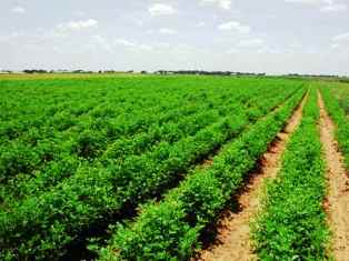 Investment Potentials in Kenya Agriculture Sector