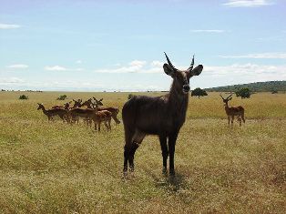 DeFassa Waterbuck Antelopes in Kenya