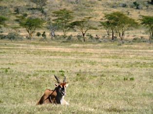 Eland antelope in kenya