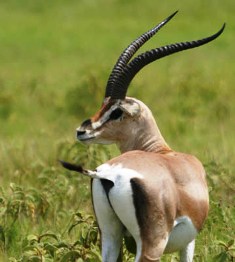Grant’s gazelle in Sibilio National Park Kenya