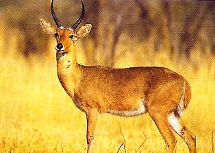 Reedbuck antelope  in kenya