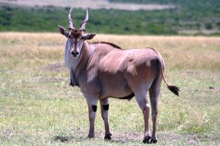 Eland Antelope in Kenya