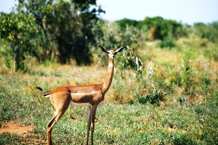 Gerenuk antelope in kenya