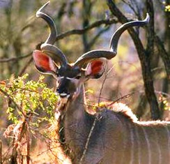Greater Kudu Antelope in Kenya