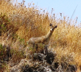 Kenya Klipspringer Antelope 