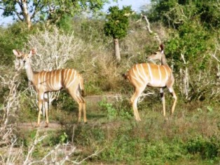 Kenya Lesser Kudu Antelopes