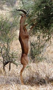 Gerenuk in samburu national park