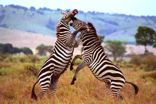 Kenya Common and Grevys Zebras