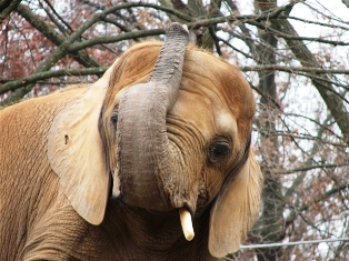 Kenya African Elephant 