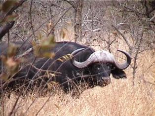Kenya Cape buffalo