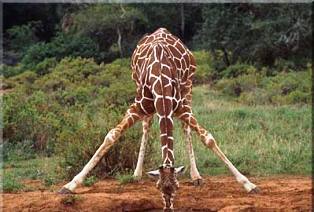 Giraffe Types in Kenya  