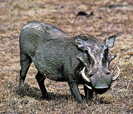 Kenya Big Mammals the Warthog
