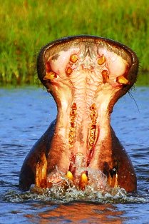 Kenya Hippopotamus