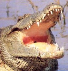 Kenya Crocodiles