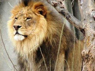 the Simba King of wildlife and animals in kenya