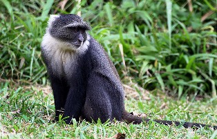 animal species including the endangered De-Brazza’s monkey