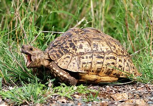 Leopard Tortoise -