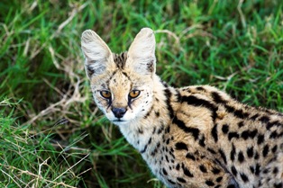 Serval Cats