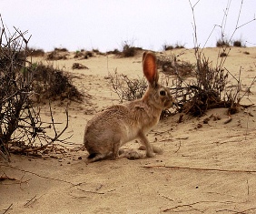 Kenya Cape Hare