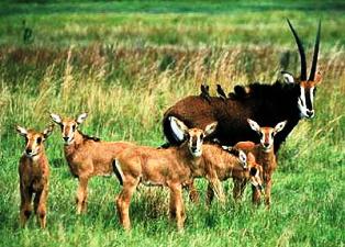 The roan antelope of Ruma National Park Kenya