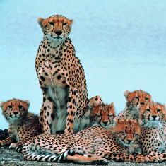 cheetahs of masai mara game reserve