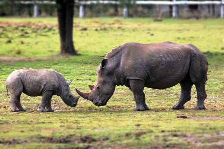 The Rhinos of the Major Attraction