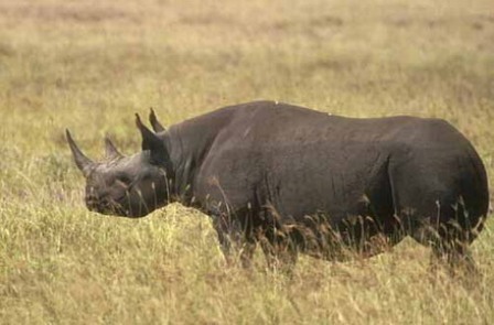 Kenya Black and White Rhinoceroses